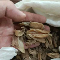 فروش ثعلب اصل ترکیب