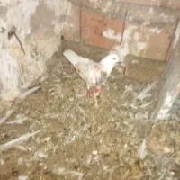 کفتر|پرنده|گرگان, |دیوار