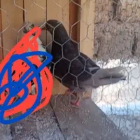 کفتر گمشده