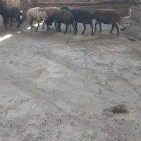 چند عدد گوسفند