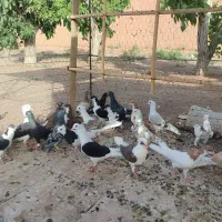 کبوتر