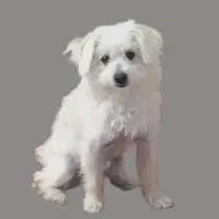 سگ بانمک