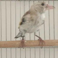 معامله سهره ماده دورگ داغسر با جوجه کال نر