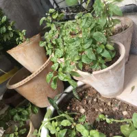 کود کبوتر یا کفتر خشک وخالص
