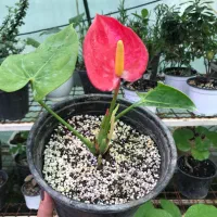 آنتاریوم قرمز و سفید