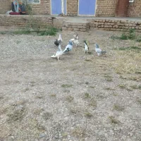 تعدادی کبوتر فروشی