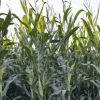 فروش ذرت علوفه‌ای
