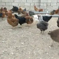 مرغ بومی