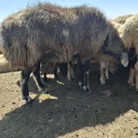 فروشی قوچ دودندان