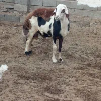 گوسفند|حیوانات مزرعه|قره چای, |دیوار