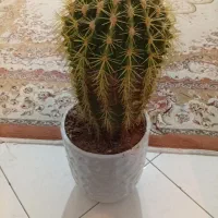 کاکتوس|گل و گیاه طبیعی|تهران, اوقاف|دیوار