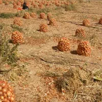 زمین برای نصفه کاری زعفران