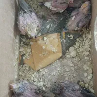 ۶تا جوجه عروس هلندی سرلاکی