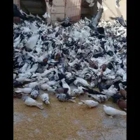 کفتر