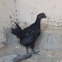 جوجه ایام سمانی و مرغ و خروس طاقچه گلپایگان