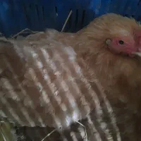 مرغ برهما کرچ