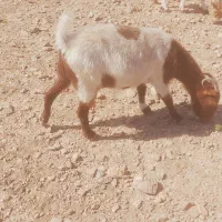 گوسفند فروشی