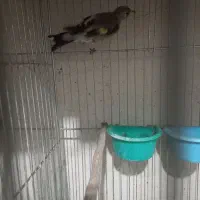 سقا ماده رسمی