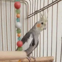 عروس هلندی نر