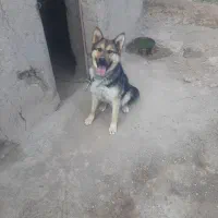 سگ گرگی