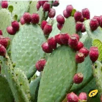 میوه کاکتوس درجه یک