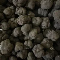 فروش عمده و خرده قارچ ترافل