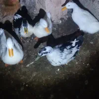 ۳عدد اردک محلیو۱۰عدد جوجه غاز