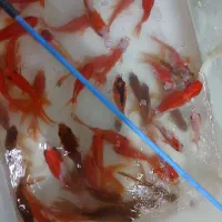 بایرام بالغی برای بساط