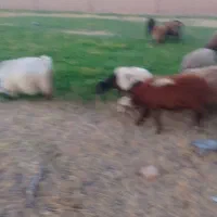 بزشیری