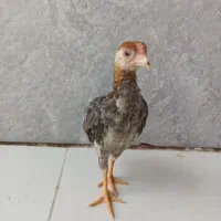 جوجه کوشامو لاری مینیاتوری اصلی