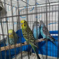 مرغ عشق همه باهم 550
