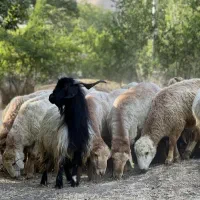 بره نر چاق کل تهران گو