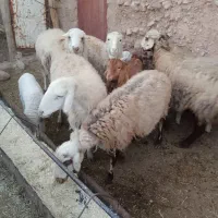 سلام میش فروشی