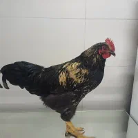 سه عدد خروس چهارماهه خانگی، سالم و سرحال