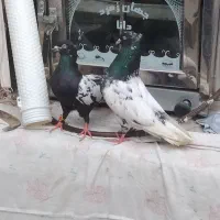 هوایی و جفتگاه