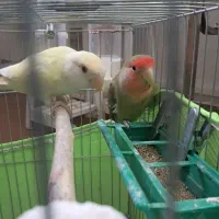 یک جفت طوطی برزیلی