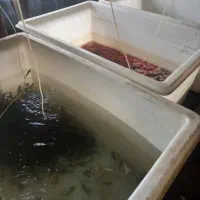 تو ۷ ماه به پول برس