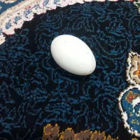 تخم غاز10عدد