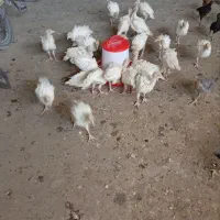 جوجه بوقلمون