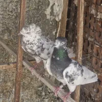 کبوتر پاکستانی