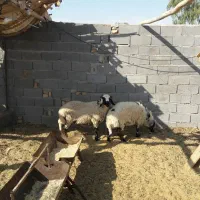 بره نر