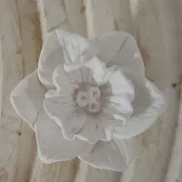 گل نرگس روسی