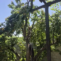 باغچه-500متری-دیوار-کشی-شده-شهرکی