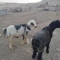 قوچ داشتی