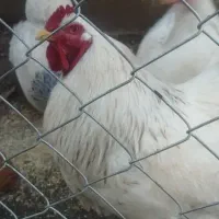 فروش تخم نطفه دار برهما