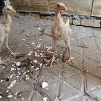 لاری اصل افغان