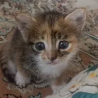 واگذاری بچه گربه