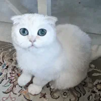 توله گربه خاص ماده