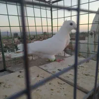 گرفتنی|پرنده|سبزوار, سجاد|دیوار