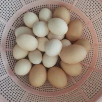 تخم مرغ بومی خونگی مقوی
